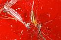 Tetragnatha_montana_D4863_Z_88_Les Gris_Frankrijk